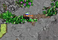 Rookie Quest 2.gif