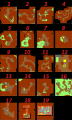 Thumbnail for version as of 19:48, 8 September 2025